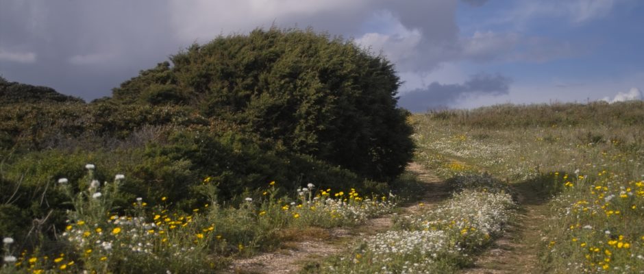 Paesaggio rurale di Sardegna