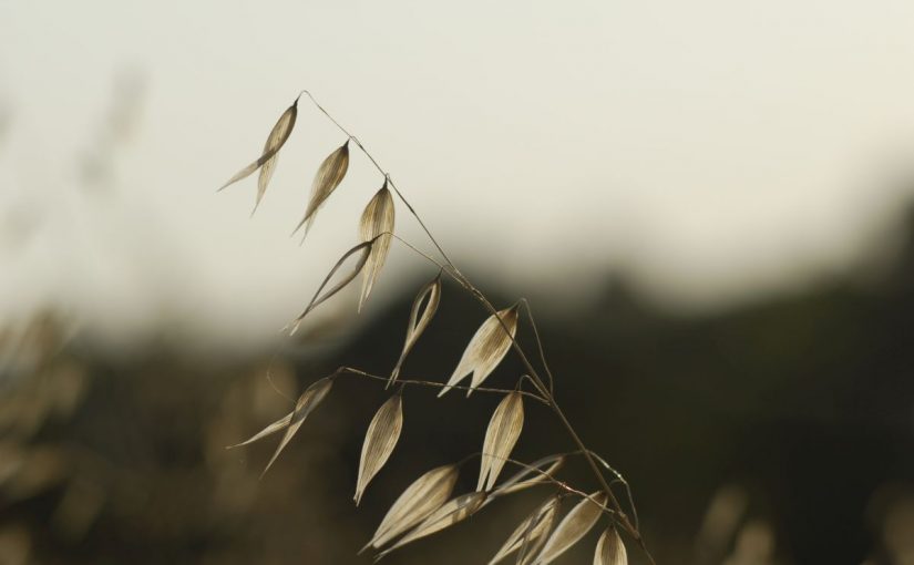 Avena fatua