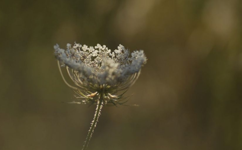 Al crepuscolo