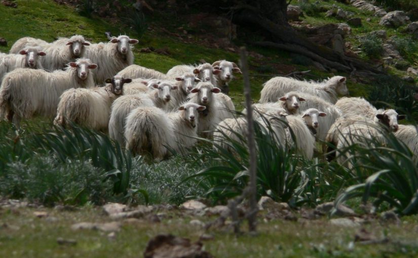 Gregge nella campagna sarda