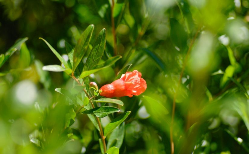 Fiore di melograno