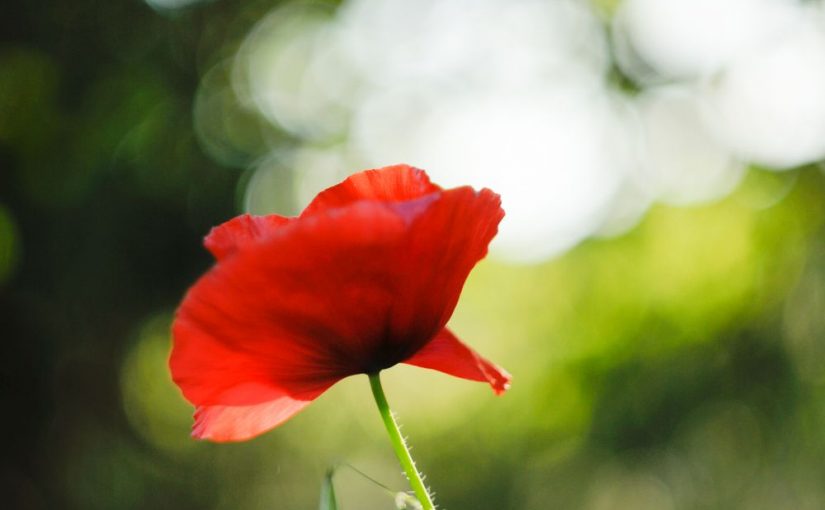Papavero di primavera