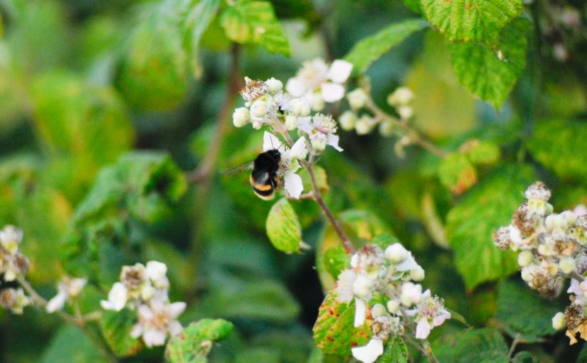 Il bombo su i fiori di rovo