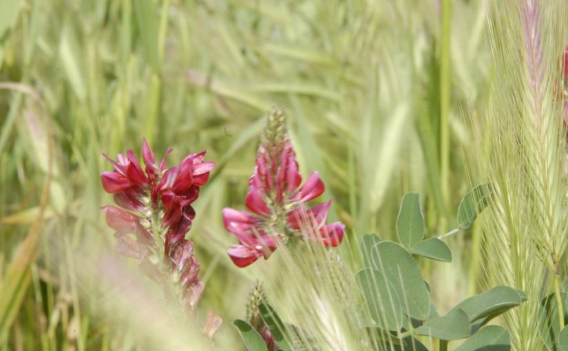 Due gemme rubino nel campo di avena
