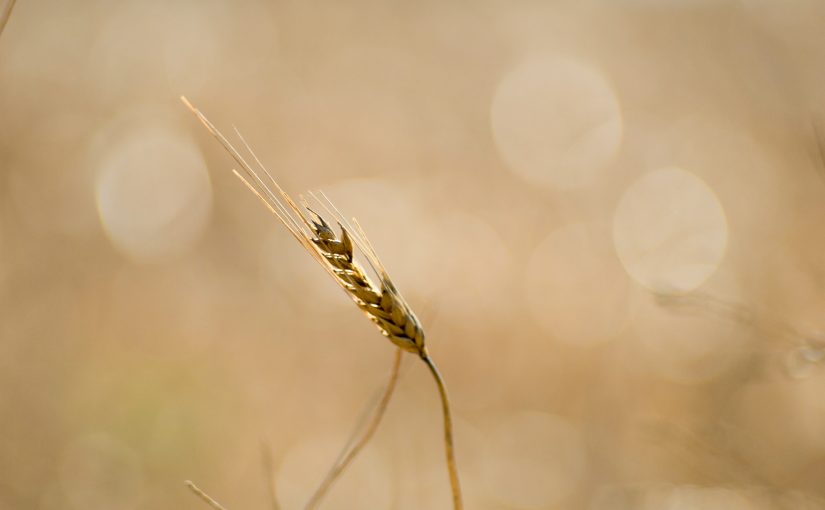 La formica e il grano