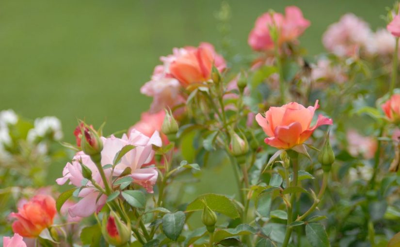 Rose di fine estate