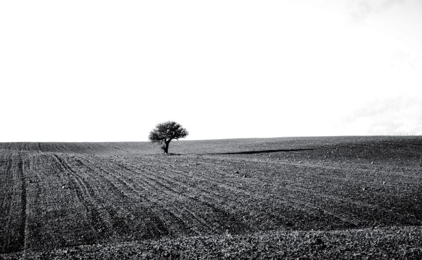 Gli alberi sono antenne rivolte verso il cosmo