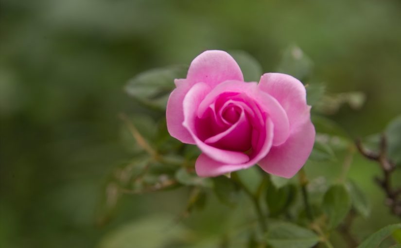Una rosa rosa