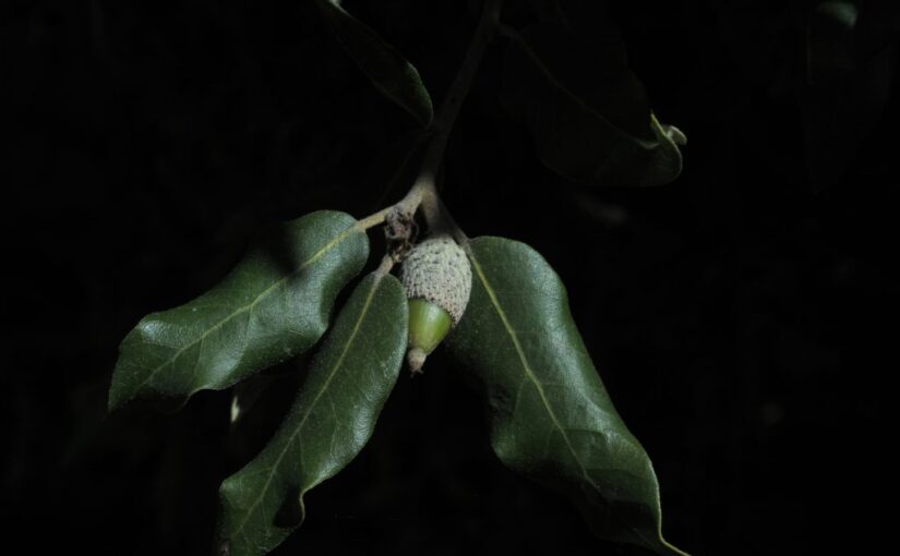 Quercus Ilex